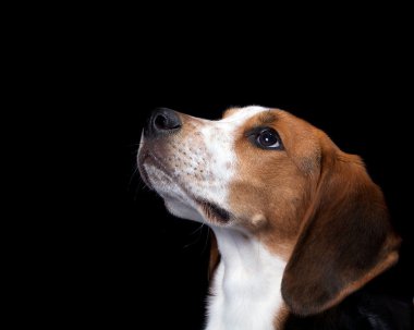 Coon Hound Looking Up clipart