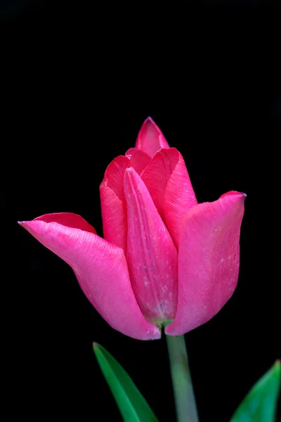 Tulip Petals — Stock Photo, Image