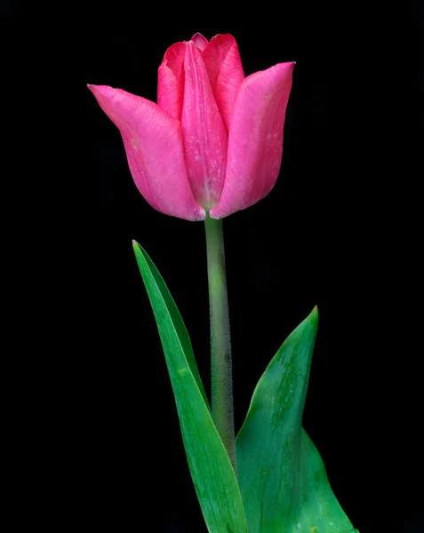 Roze tulp en stam — Stockfoto