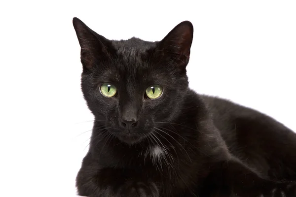 stock image Black Cat Looking At You