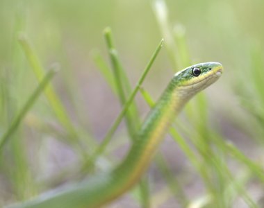Alert Smooth Green Snake clipart
