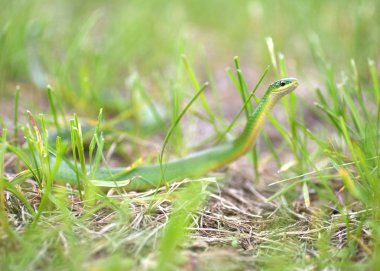 Smooth Green Snake Hunting in Grass clipart