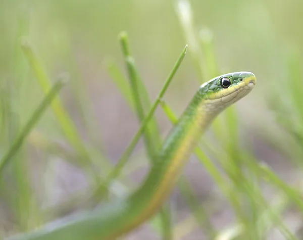 stock image Alert Smooth Green Snake