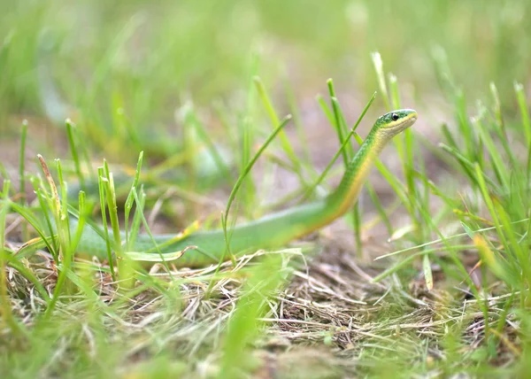 Smooth Green Snake Hunting in Grass — Stock Photo, Image