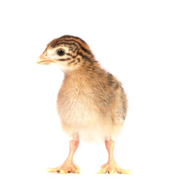 One Week Old Guinea Fowl Keet Face On clipart