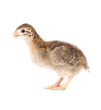 One Week Old Guinea Fowl Keet Standing Profile clipart