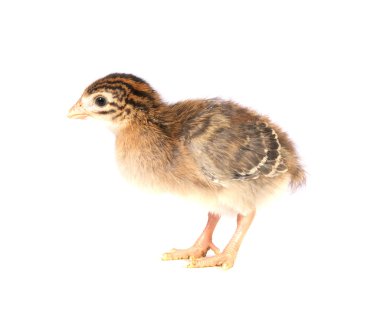 One Week Old Guinea Fowl Keet Profile clipart