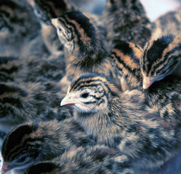Keets de aves de Guiné recém-nascidas — Fotografia de Stock