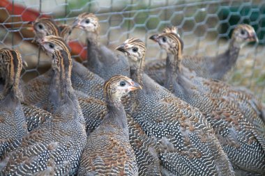 Six week old Guinea Fowl Keets clipart