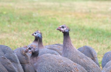 Flock of Three Month Old Guinea Fowl Keets clipart