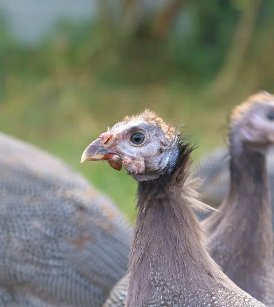 Tre måneder gamle Guinea Fowl Head Closeup - Stock-foto