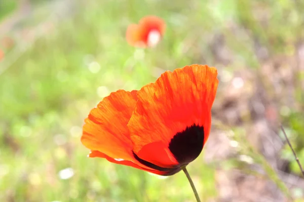 Field poppy — Stock Photo, Image
