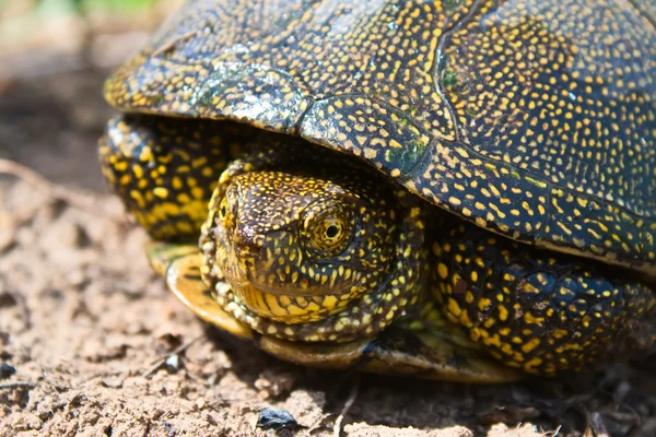 stock image Turtle