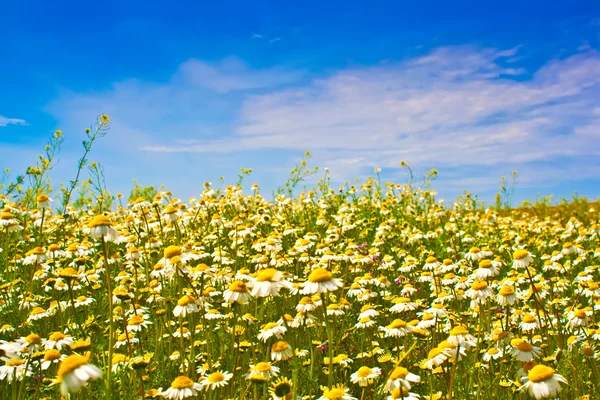 stock image Field camomiles