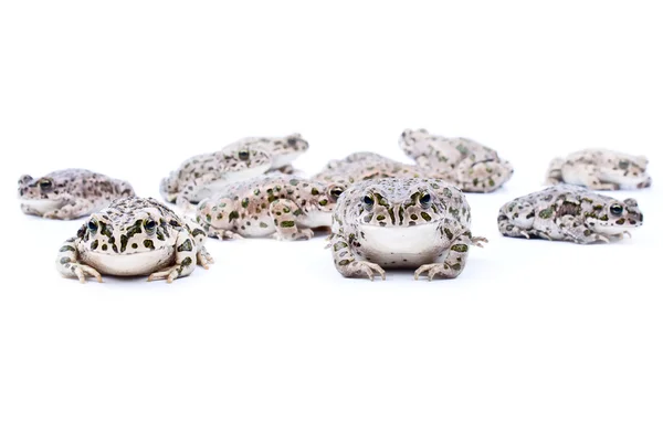 Frogs on the white — Stock Photo, Image