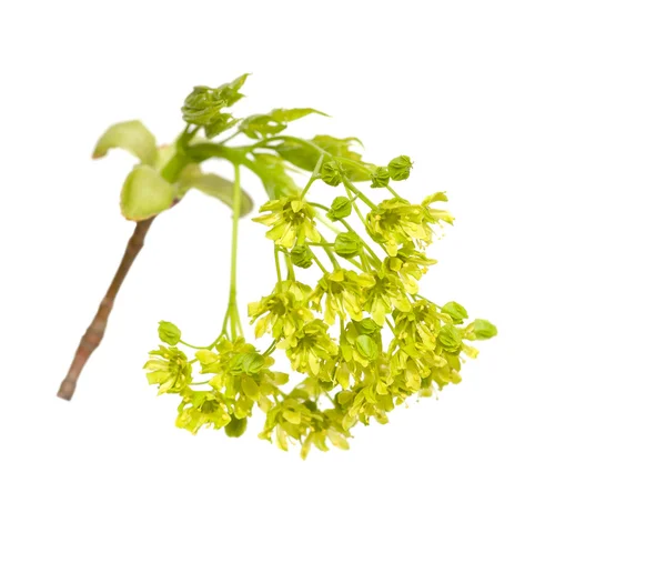 Acer platanoides — Fotografia de Stock