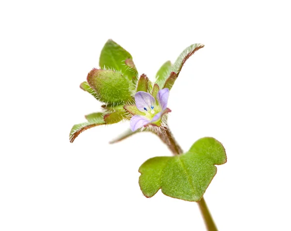 Malý květ — Stock fotografie