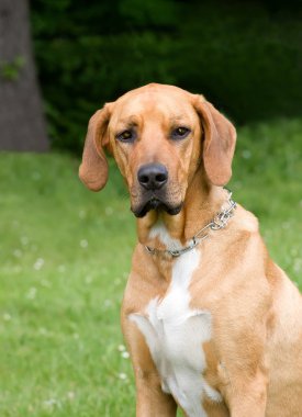 Rodezya ridgeback