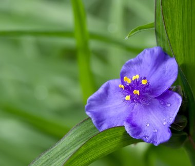 tradescantia