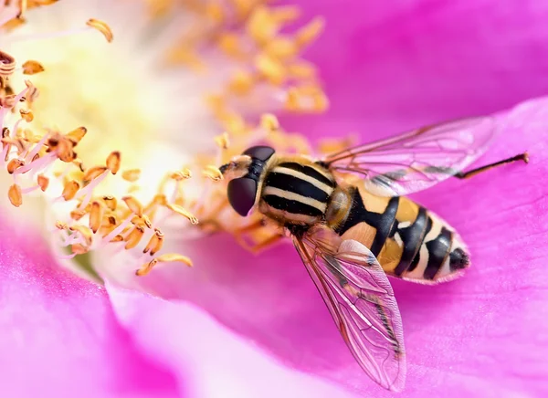 Hoverfly bir çiçek üzerinde Telifsiz Stok Fotoğraflar