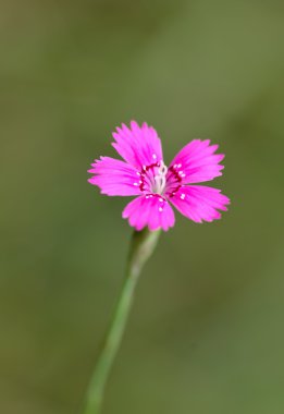 Dianthus deltoides