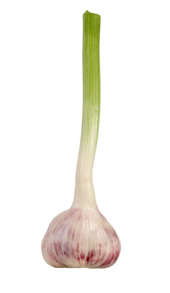 stock image Garlic