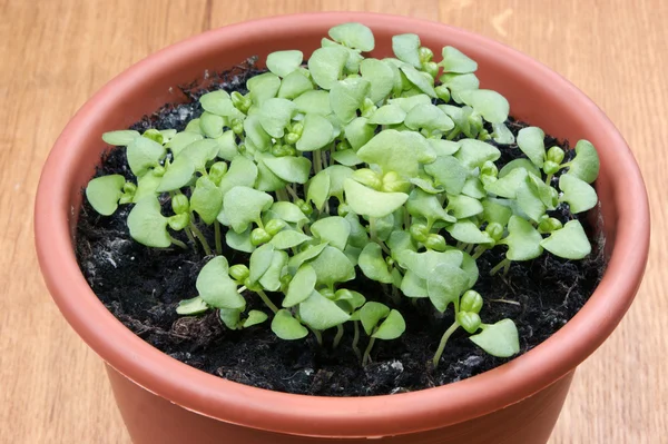 stock image Basil is preferred in a pot for transplanting