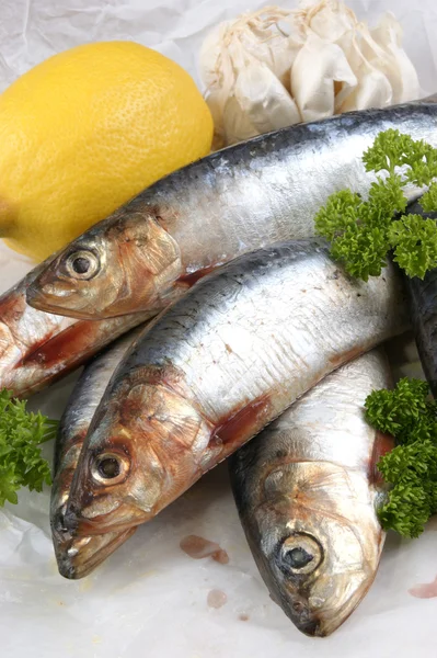 Algunas sardinas frescas antes de cocinar como alimento — Foto de Stock