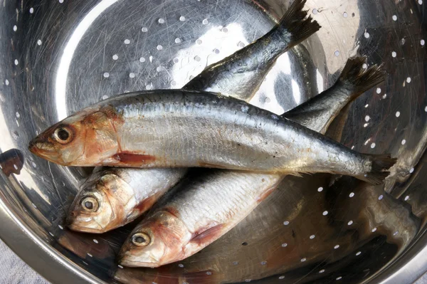 Some fresh sardines are cleaned before cooking — Stock Photo, Image