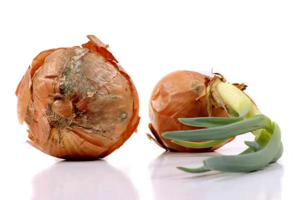 Duas cebolas não comestíveis no fundo branco — Fotografia de Stock