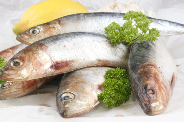 Some fresh organic sardine on a white plate — Stock Photo, Image