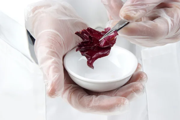 Червоний салат досліджується в харчовій лабораторії — стокове фото