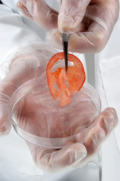 トマトのスライスが調べられ、食品研究所 — ストック写真
