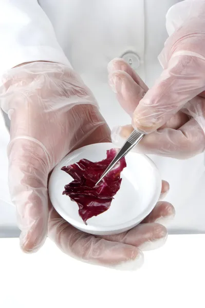 Kırmızı salata yiyecek laboratuvarda incelenen — Stok fotoğraf