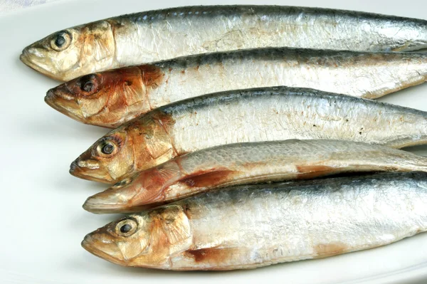 Some fresh organic sardine and a bright background — Stock Photo, Image