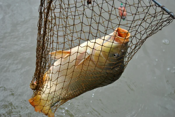 stock image Freshly caught carp in a fishing landing net