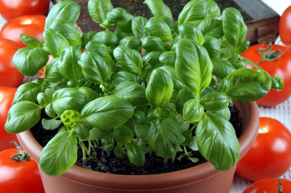 Fresh basil in a pot and tomatoes — Stock Photo, Image