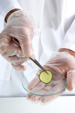 One slice of cucumber is being studied in the food laboratory clipart