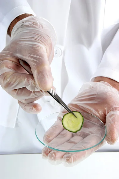 Eine Gurkenscheibe wird im Lebensmittellabor untersucht — Stockfoto
