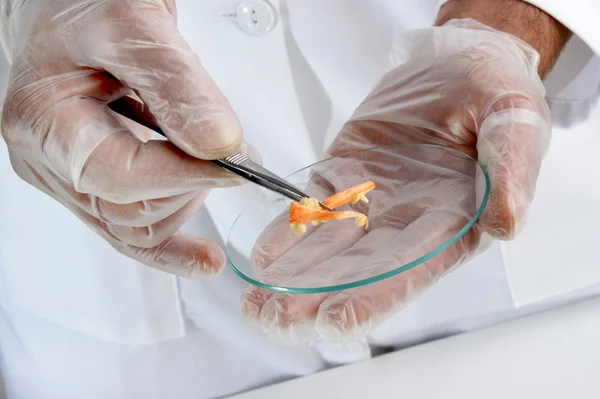 Paprika är undersökt i mat laboratorium — Stockfoto