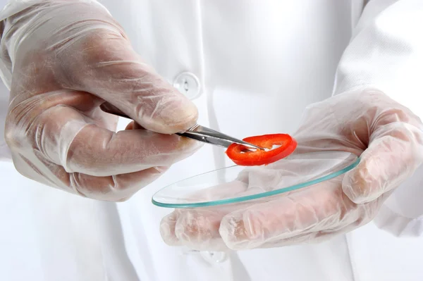 Paprika is investigated in the food laboratory — Stock Photo, Image