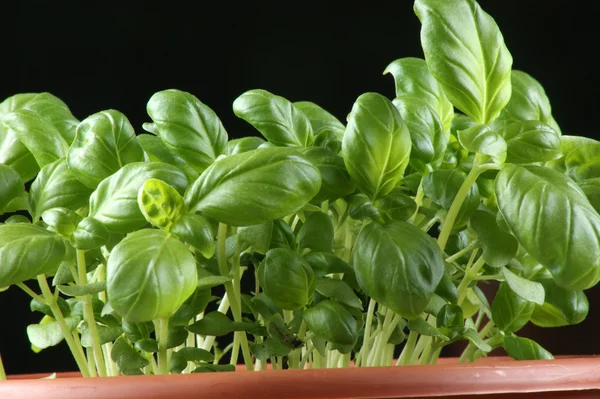 Basil is preferred in a pot for transplanting — Stock Photo, Image