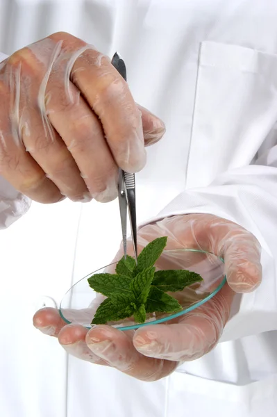 Fresh mint is investigated in the food laboratory — Stock Photo, Image