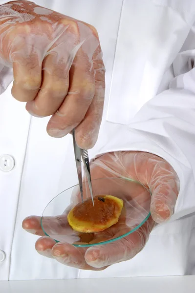 В пищевой лаборатории изучают один кусочек яблока — стоковое фото