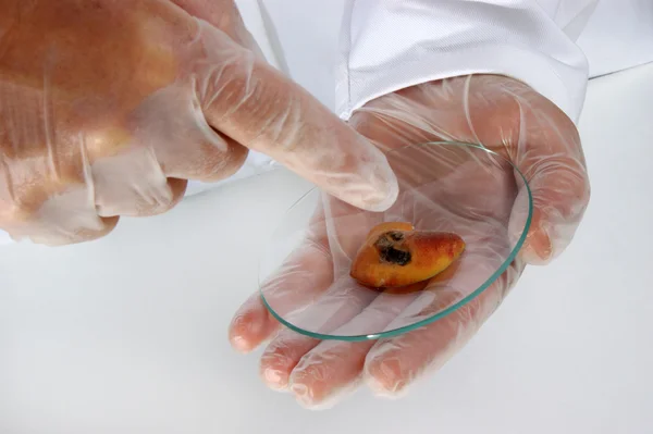 En persika bit undersöks i mat laboratorium — Stockfoto