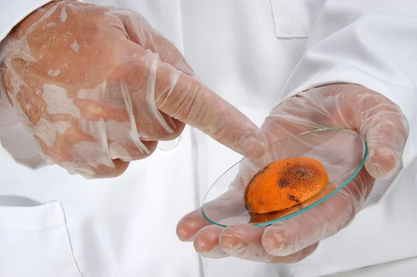 Un pezzo arancione viene esaminato nel laboratorio alimentare Immagini Stock Royalty Free
