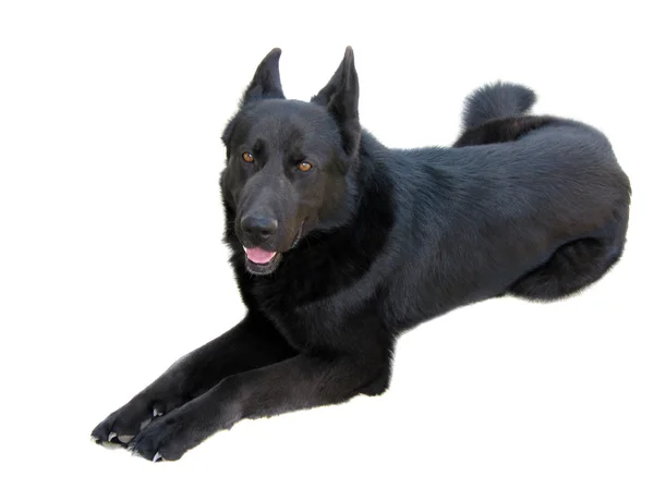 Mixed breed black dog on white background — Stock Photo, Image
