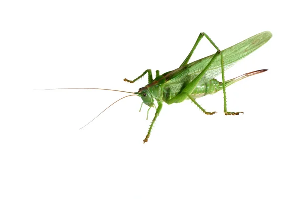 Green grasshopper isolated on a white background — Stock Photo, Image