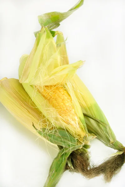 Świeżych kukurydzy Cob na jasnym tle — Zdjęcie stockowe