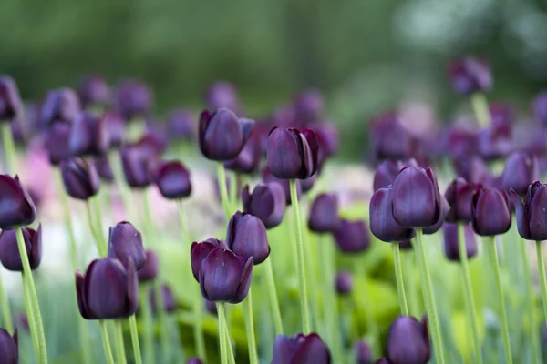 Purple tulips in green grass — Stock Photo, Image